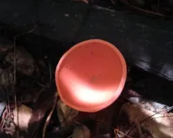 otra perspectiva de los honguitos