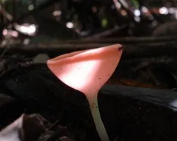 otro lado del honguito