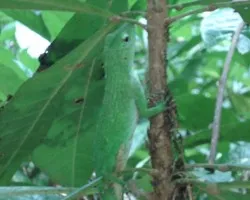 Lagartija