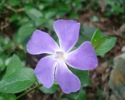 Flor 