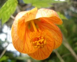 Flor 