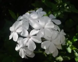 Flor 