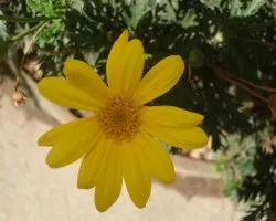 Flor 