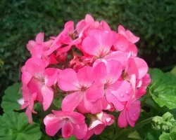 Flor 