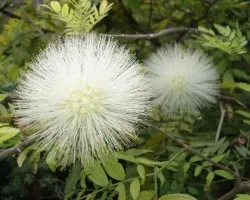 Flor 