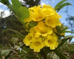 Flor 