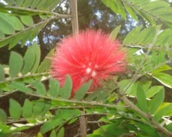 Flor 