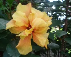 Flor 