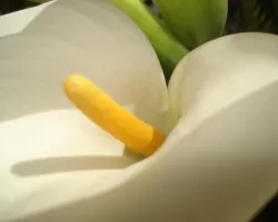 Flor 
