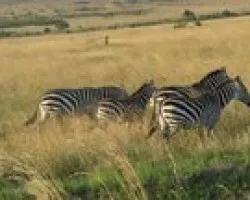 Cebras