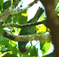 Tangara gyrola