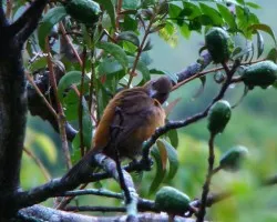 Ramphocelus passerinii