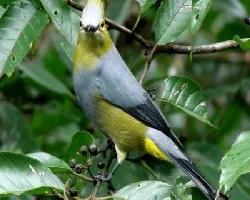 Ptilogonys caudatus