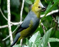 Ptilogonys caudatus