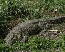 Cocodrilo