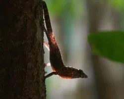 Anolis berniculatus 