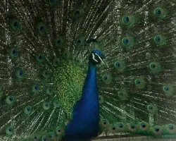 Pavo Real