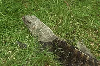 Iguana