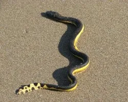 Serpiente Marina