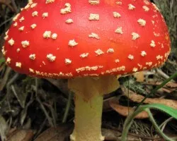 Amanita Muscaria