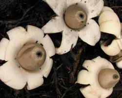 Estrellas de Tierra