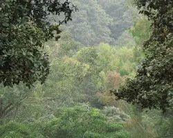 Arco de Verdor