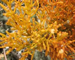 Especie desconocida