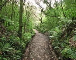 Sendero en Bosque Nuboso