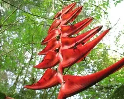 Escalinata Tropical