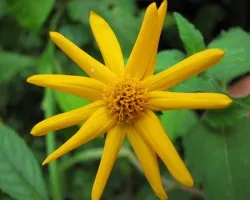 Flor en la Monta?a
