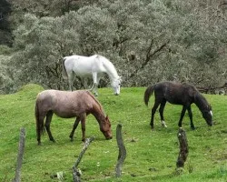 Estampa Equina