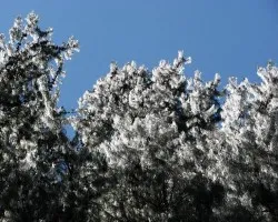 Pinos Nevados