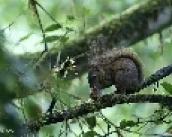 ardilla rara