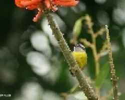 pajarito