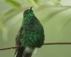 colibri