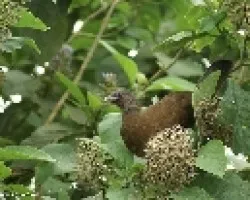 gallina de palo