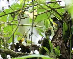 Euphonia anneae