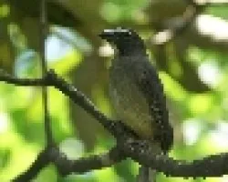 sinsonte