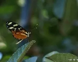 mariposita