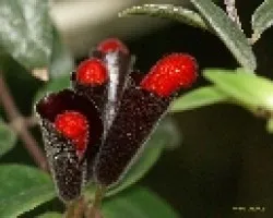 lapiz labial