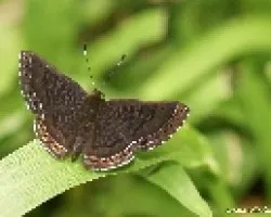 mariposita