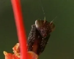 mantis