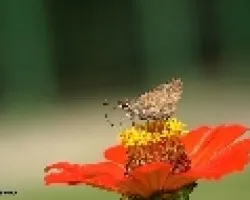 mariposa