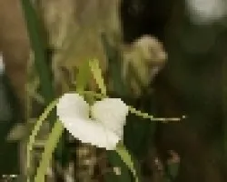 orquidea