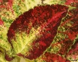 chirrite