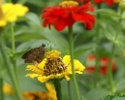 otra mariposita