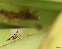 bichillo