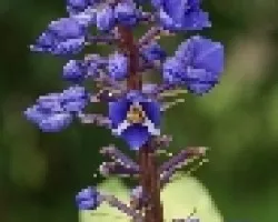 flor morada