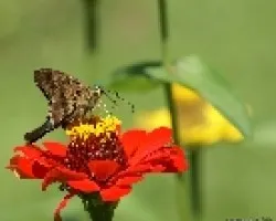 mariposa