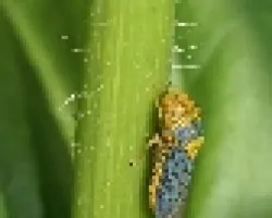 insecto